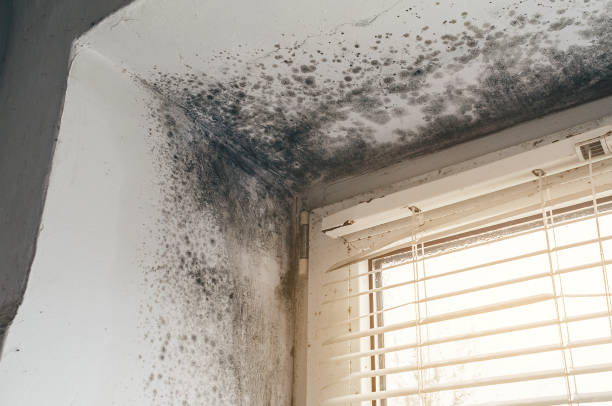 Affordable Mold Remediation solutions in Caldwell, TX